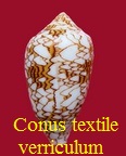 Conus textile f. verriculum, Reeve 1843